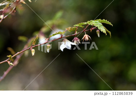 モミジイチゴの花 112863839
