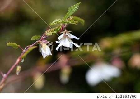 モミジイチゴの花 モミジイチゴの花 112863860