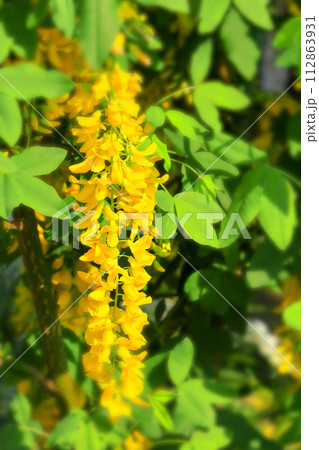 美しい一房の黄花藤 112863931