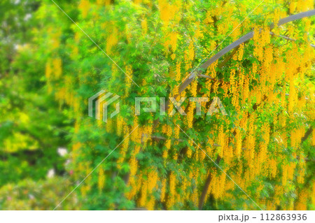 華やかな満開の黄花藤 112863936