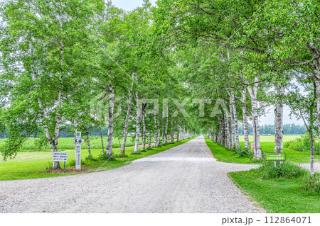北海道　有名な観光地　緑が美しい夏の十勝牧場　白樺並木 112864071
