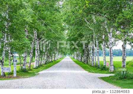 北海道　有名な観光地　緑が美しい夏の十勝牧場　白樺並木 112864083