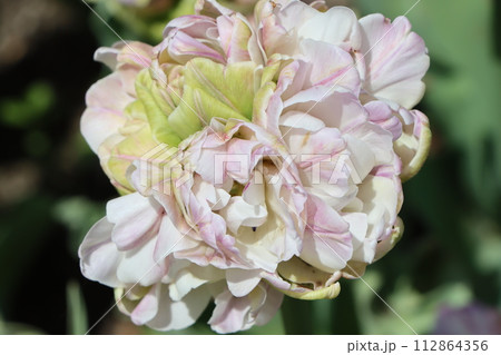 多種多様な品種で飽きのこないチューリップの花ー壱 112864356