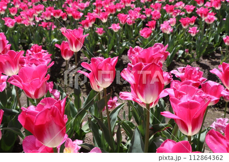 丹波の春を盛り上げるチューリップ祭りー弐 112864362