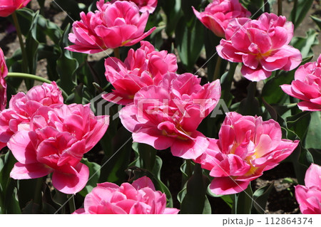 カラフルなチューリップの可愛いらしい花ー弐 カラフルなチューリップの可愛いらしい花ー弐 112864374