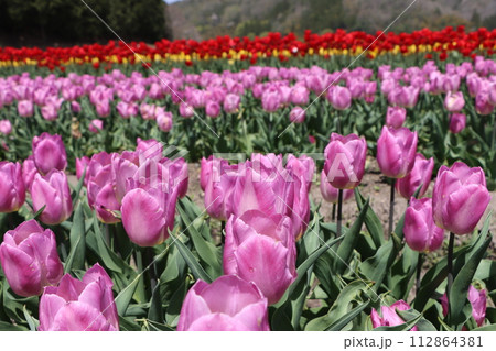 丹波の春を盛り上げるチューリップ祭りー四 112864381