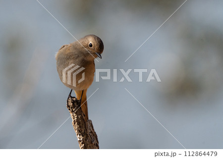 気に止まるルリビタキメス 112864479