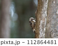 木に止まるコゲラ 112864481