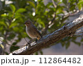 枝に止まる瑠璃ビタキメス 112864482