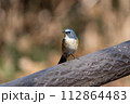 公園のルリビタキオス 112864483