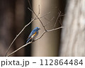 枝に止まるルリビタキオス 112864484