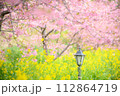 桜と菜の花 112864719