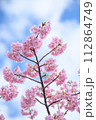 桜と青空 112864749