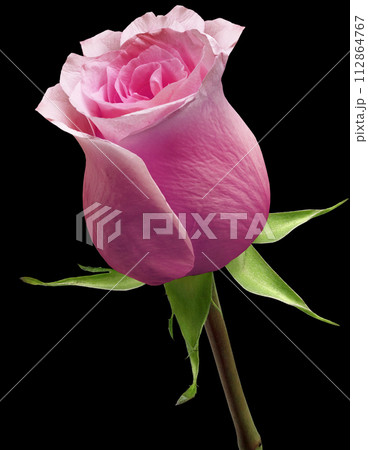 Purple rose isolated on the black background with clipping path. Closeup. For design. Nature. 112864767