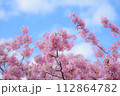 ピンクの桜と青い空 112864782