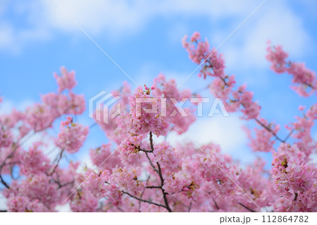 ピンクの桜と青い空 ピンクの桜と青い空 112864782