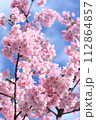 満開の桜と青空 112864857