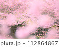 ピンクの桜と公園 112864867