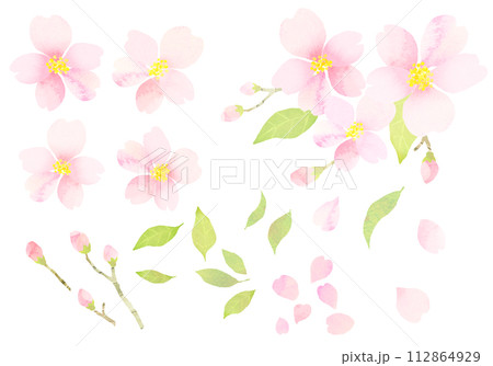 水彩で描いた桜のイラスト 水彩テクスチャ 水彩で描いた桜のイラスト 水彩テクスチャ 112864929