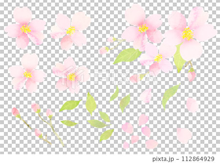 水彩で描いた桜のイラスト 水彩テクスチャ 水彩で描いた桜のイラスト 水彩テクスチャ 112864929