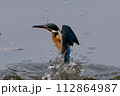 水中から飛び出すカワセミ 112864987