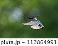 カワセミのフォバーリング 112864991