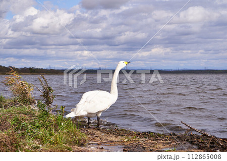 北海道　ウトナイ湖の白鳥 112865008