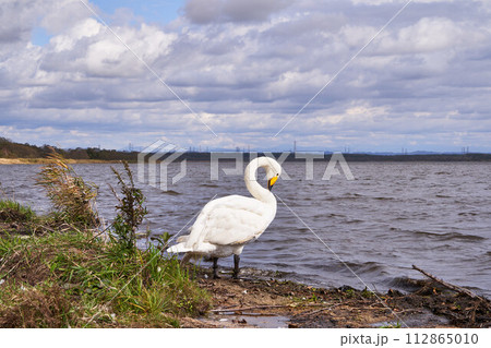 北海道 ウトナイ湖の白鳥 北海道 ウトナイ湖の白鳥 112865010