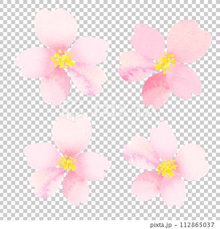 水彩で描いた桜のイラスト　水彩テクスチャ　 112865037