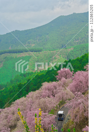 【奈良県】4月・高見の郷の満開の枝垂れ桜 【奈良県】4月・高見の郷の満開の枝垂れ桜 112865205