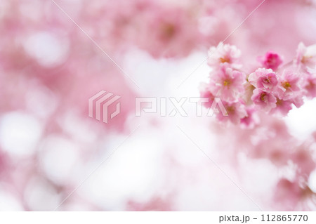 【奈良県】4月・高見の郷の満開の枝垂れ桜をクローズアップ 【奈良県】4月・高見の郷の満開の枝垂れ桜をクローズアップ 112865770