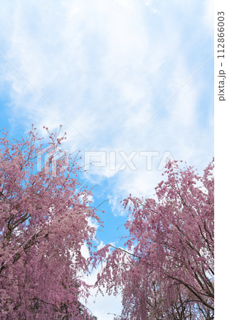 【奈良県】4月・満開の枝垂れ桜を見に高見の郷を観光 112866003