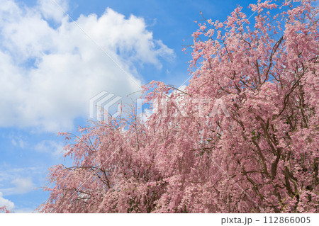 【奈良県】4月・満開の枝垂れ桜を見に高見の郷を観光 【奈良県】4月・満開の枝垂れ桜を見に高見の郷を観光 112866005
