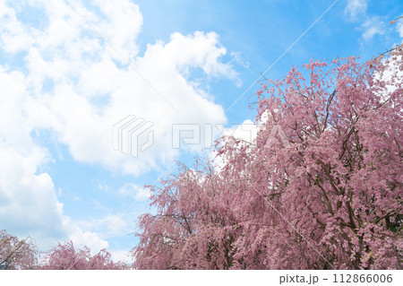 【奈良県】4月・満開の枝垂れ桜を見に高見の郷を観光 112866006