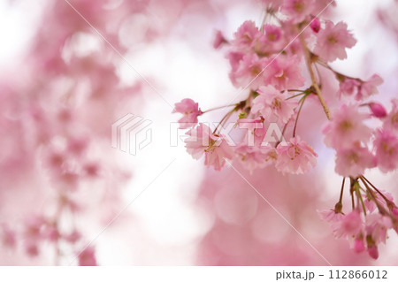 【奈良県】4月・高見の郷の満開の枝垂れ桜をクローズアップ 【奈良県】4月・高見の郷の満開の枝垂れ桜をクローズアップ 112866012