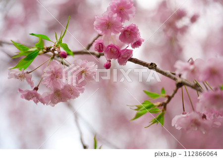 【奈良県】4月・高見の郷の満開の枝垂れ桜をクローズアップ 【奈良県】4月・高見の郷の満開の枝垂れ桜をクローズアップ 112866064