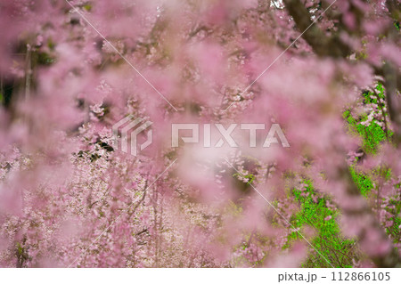【奈良県】4月・高見の郷の満開の枝垂れ桜をクローズアップ 112866105