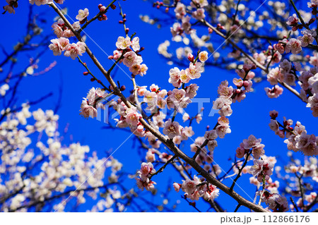 青空に映える谷保天満宮梅林の紅梅白梅（東京都国立市） 112866176