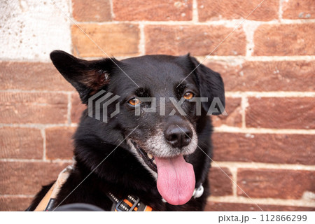Face of a tired black dog in Italy 112866299