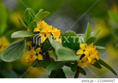 キバナジンチョウゲ 112866887