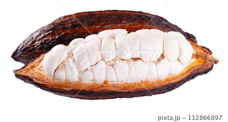 Fresh cocoa fruits isolated on white background. Dark red cocoa pods. Clipping path. 112866897