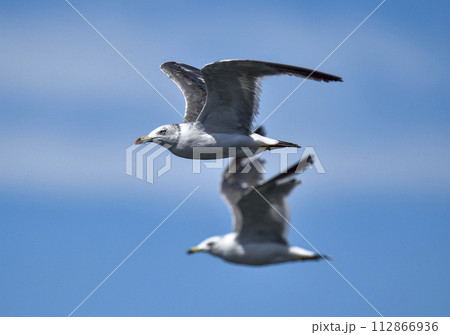 青空を飛ぶ二羽のカモメ 112866936