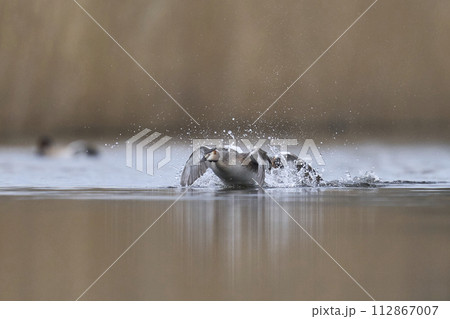 Great Crested Grebes fighting Great Crested Grebes fighting 112867007