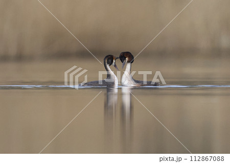 Great Crested Grebe courting Great Crested Grebe courting 112867088