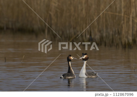 Great Crested Grebe courting Great Crested Grebe courting 112867096