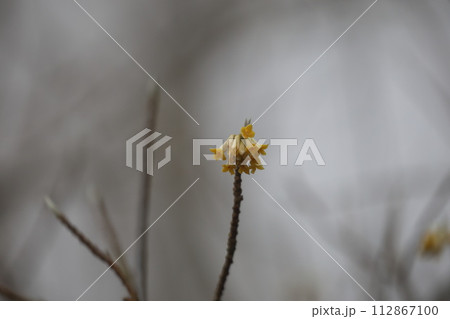 富士山に春を告げるミツマタの花 富士山に春を告げるミツマタの花 112867100
