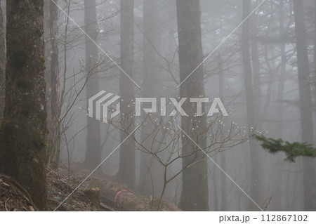 富士山に春を告げるミツマタの花 富士山に春を告げるミツマタの花 112867102