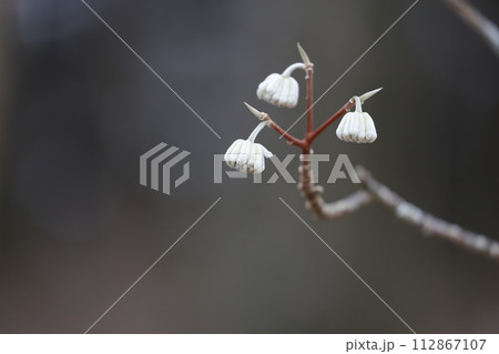富士山に春を告げるミツマタの花 112867107