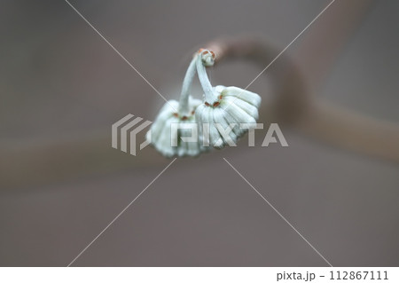 富士山に春を告げるミツマタの花 112867111