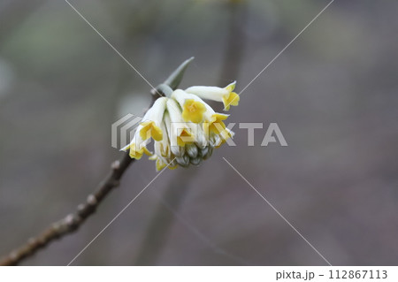 富士山に春を告げるミツマタの花 112867113